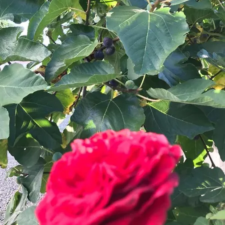 Prestigio 4* Novi Ligure