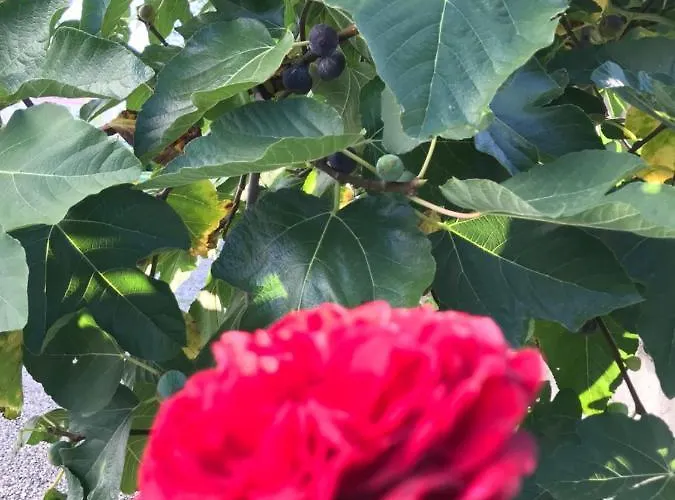 Prestigio 4* Νόβι Λίγκουρε